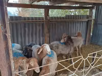 Vædder, Rhon sheep — foto 3