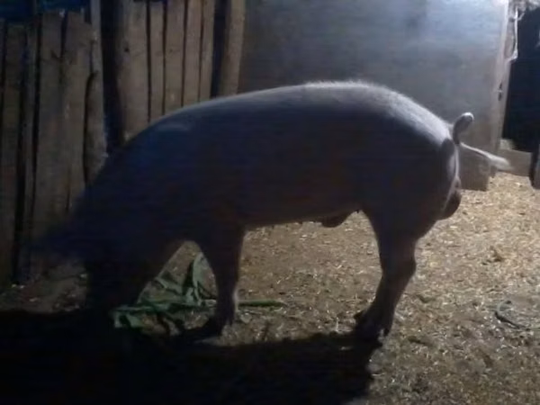 Boar, Pigs — Hungary
