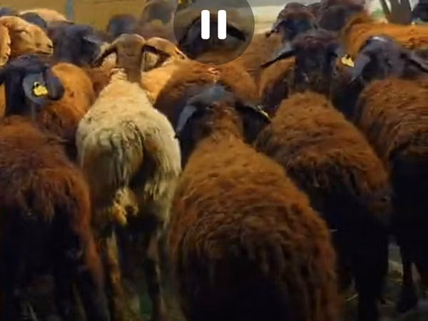 Kambing jantan, Sheep — Kazakhstan