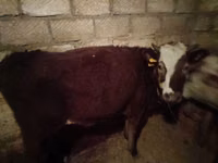 Vaca, Bovinos — foto 2