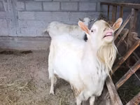 نعجة, Rhon sheep — الصورة 7