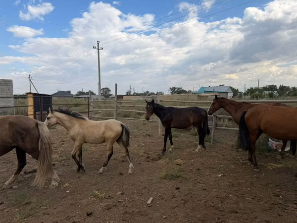 Ngựa đực, Ngựa — Kazakhstan
