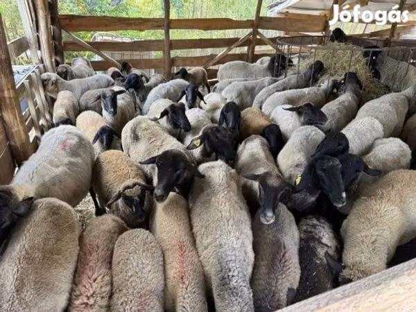 Sheep, Tsigai sheep — Hungary