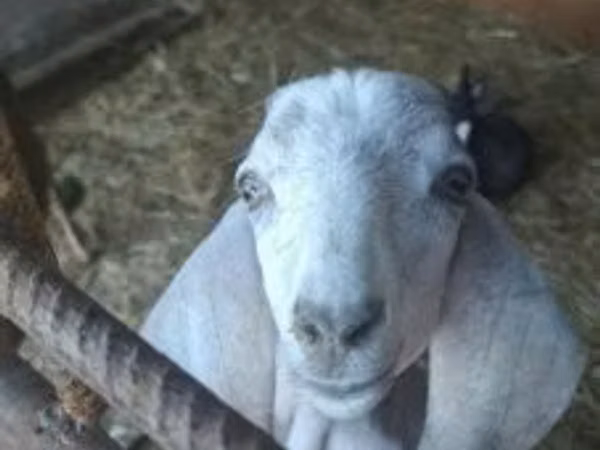 Koza, Kozy — Maďarsko