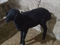 Cừu cái, Cừu — ảnh 3