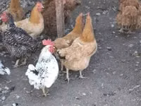Chickens — 5 зураг