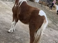 Kuda betina, Horses — foto 1