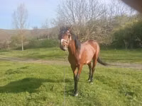 Mare, Horses — photo 3