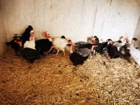 Chickens — foto 4