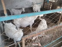 Cabra, Russian White goat — foto 8