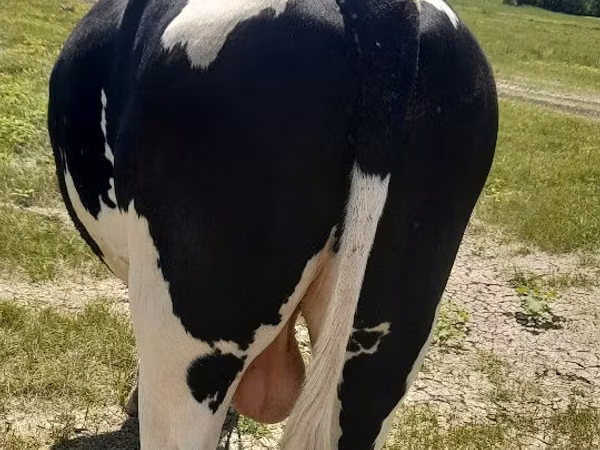 Bull, Holstein breed — Moldova