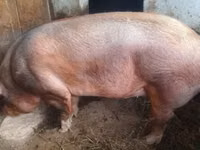 Boar — photo 1