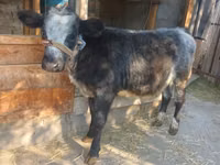 Cow, Belgian Blue — photo 1