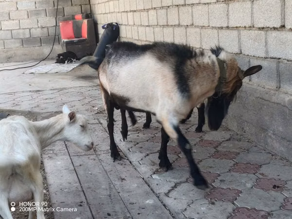 Billy Goat, Alpine goat — Kazakhstan