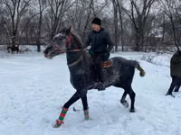 Hengst, Kazakh horse — Foto 1