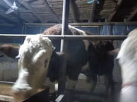 Toro, Simmental cattle — foto 3