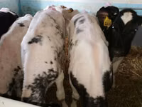 Sığır (parti, cinsiyet belirtilmedi), Simmental cattle — foto 5