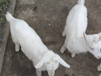 Capra, Saanen goat — foto 5