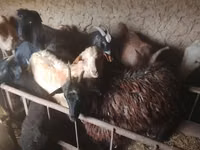 بز ماده, بز — عکس 1