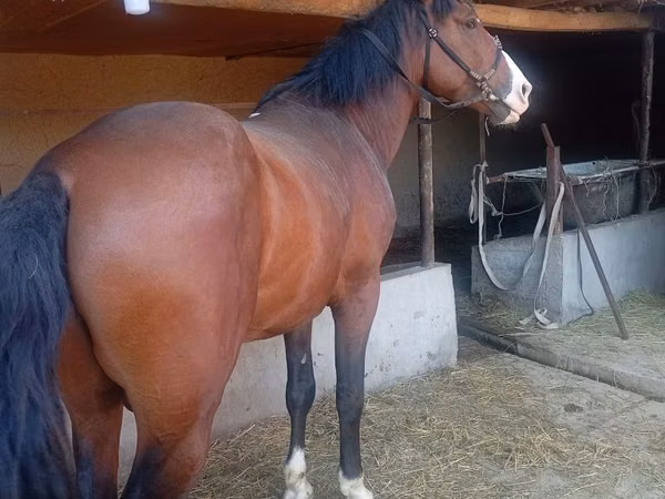 Кінь, Kyrgyz Horse