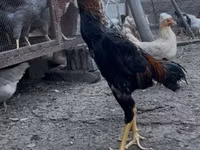 Shamo chickens — photo 2