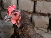 Chickens — photo 3