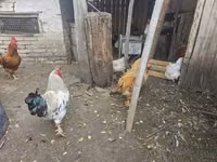 Chickens — عکس 6