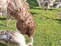 Turkeys — լուսանկար 3