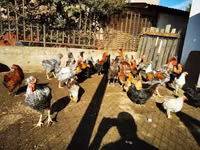 Chickens — foto 8