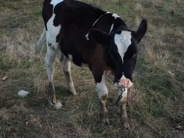 Cow, Cattle — Moldova