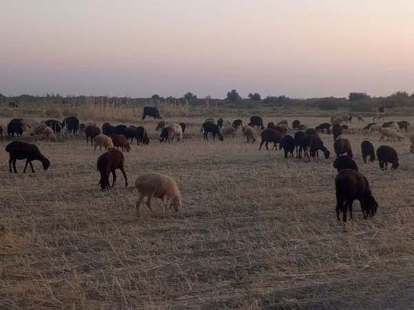 Sheep, Sheep