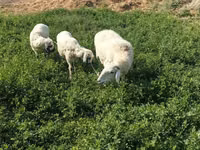 Brebis, Moutons — photo 2