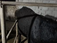 Bull, Aberdeen-Angus — photo 1