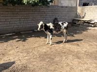 Skot (série, pohlaví neuvedeno), Russian Black pied cattle — foto 1