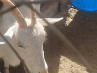 Goat, Goats — photo 7