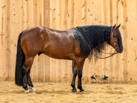 公马, Quarter Horse — 照片 4