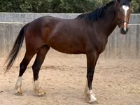 Aygır, Clydesdale — foto 3