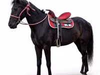 مادیان, Arabian horse — عکس 1