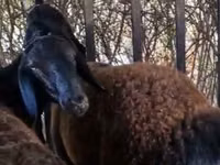 Widder, Kazakh fat-tailed coarsewool sheep — Foto 2