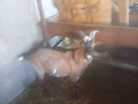 Jarac, Nubian Goat — fotografija 5
