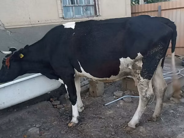 Cow, Holstein breed — Moldova