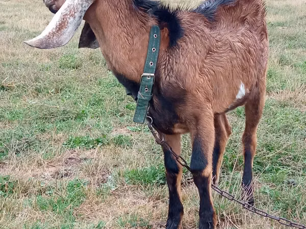 Billy Goat, Nubian Goat — Moldova