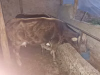 Vaca, Ganado vacuno — foto 2
