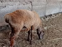 Ram, Sheep — photo 3