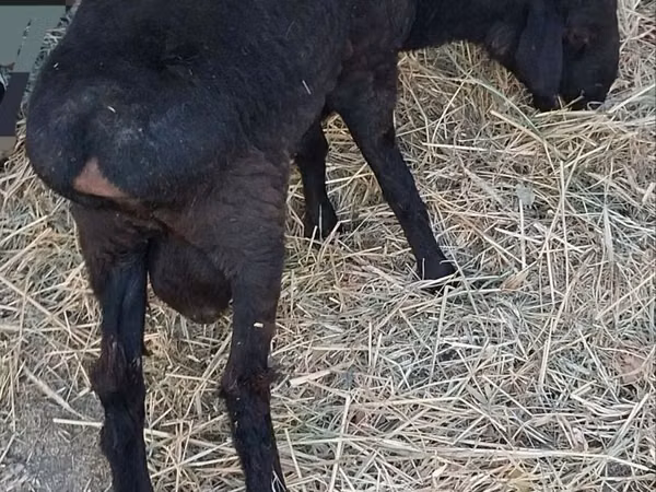 قوچ, Hissar sheep