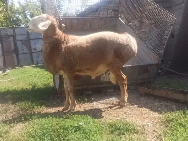Ovan, Arashan sheep — Киргистан