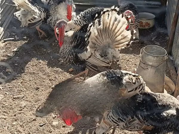 Narragansett — Kenya