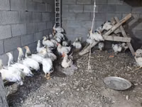 Chickens — sawirka 2