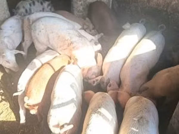 Boar, Pigs — Hungary