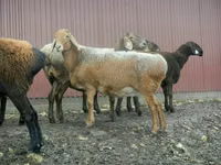 Ram, Sheep — photo 5
